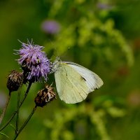 из снятого 1 августа 36 :: Александр Прокудин из снятого 1 августа 36 :: Александр Прокудин