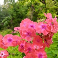 Флокс :: Сапсан 