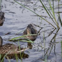Уточки :: Борис Устюжанин