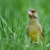 Зеленушка :: Виктория Шажко 