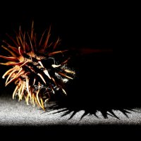 Изъ мрака къ свету :: Олегъ Петрович