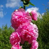 Махровая мальва. :: Милешкин Владимир Алексеевич 