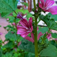 * :: Dmitry i Mary S