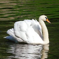 Лебедь :: Лина 