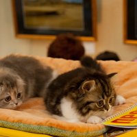 Выставка кошек :: Андрей 