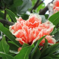 цветёт гранат :: Елена Шаламова