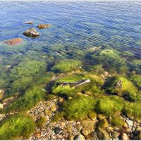 Камни в водорослях. :: Валерия Комова Камни в водорослях. :: Валерия Комова