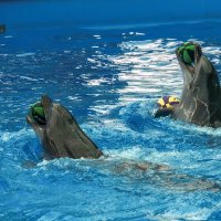 Дельфинарий в поселке Небуг, Краснодарский край :: Игорь Сикорский Дельфинарий в поселке Небуг, Краснодарский край :: Игорь Сикорский