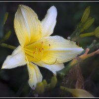 Доброе утро :: Владимир Кроливец Доброе утро :: Владимир Кроливец