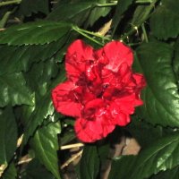 Гибискус :: Дмитрий Никитин