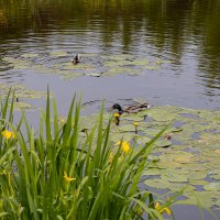 Утки в кувшинках на пруду :: Александр Синдерёв