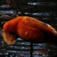 Почти фламинго) :: Натали 