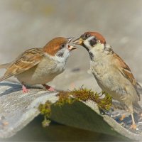 накорми малыша ... :: Andrey Bragin накорми малыша ... :: Andrey Bragin