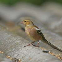 зяблик ( самочка ) :: Andrey Bragin 