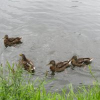 -Ждём! :: Galaelina ***