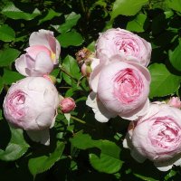 Июльские розы :: Лидия Бусурина