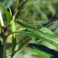 ** :: Зоя Мишина