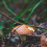 За грибами :: Aleksey Zaikin