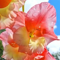 Гладиолус :: Наталья 