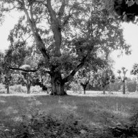 Знаменитый вяз на дерновом круге в Михайловском :: Олег Зоркий