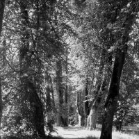 Аллея Анны Керн в Михайловском :: Олег Зоркий