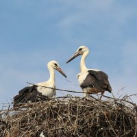 Парочка. :: Александр Кондаков