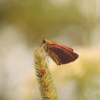 *** :: Елена Kазак (selena1965) *** :: Елена Kазак (selena1965)