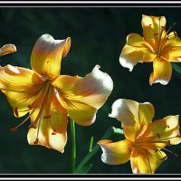 Цветочная триада :: Владимир Кроливец