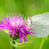 Бабочка :: Alex Bush Бабочка :: Alex Bush