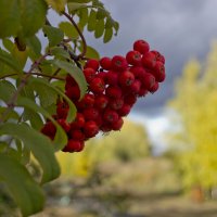 Рябина в октябре :: Евгений 