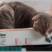 Фунтик. :: Владимир Попов