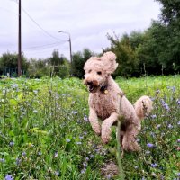 *** :: Владимир Захаров