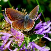 из снятого 1 августа 42 :: Александр Прокудин из снятого 1 августа 42 :: Александр Прокудин