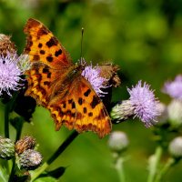 из снятого 1 августа 45 :: Александр Прокудин