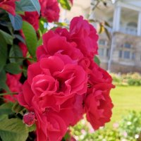 Розы :: Сапсан 