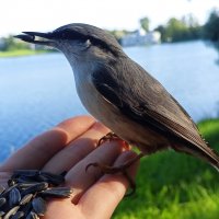 Поползень :: Сапсан 