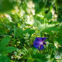 ... :: василий 