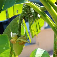 Банановая пальма :: Андрей Л. В. Банановая пальма :: Андрей Л. В.