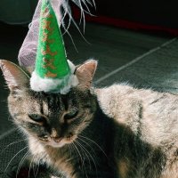 Кошкин праздник :: Георгиевич 