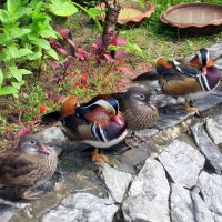 Дружный ряд :: ирина 