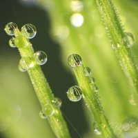 *** :: Елена Kазак (selena1965) *** :: Елена Kазак (selena1965)