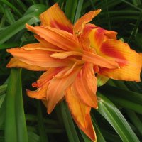 Махровый лилейник :: Людмила Смородинская