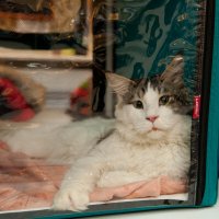 Выставка кошек :: Андрей 