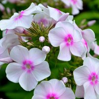 Август - для флоксов :: Татьяна Лютаева