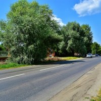 Алатырь. Ивы вдоль улицы Гагарина летом. :: Пётр Чернега