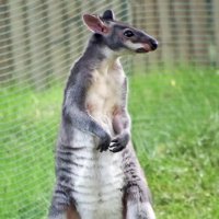 Кенгуру :: Андроник Александр 