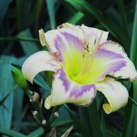 Ах, июнь ! :: Елена Шаламова