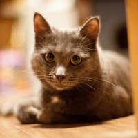 Кошка Нюша :: Галина Муха