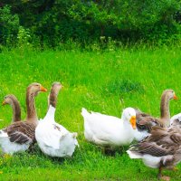 ГУСИ НА ЛЕТНЕЙ ПОЛЯНЕ :: Валентина ГУСИ НА ЛЕТНЕЙ ПОЛЯНЕ :: Валентина