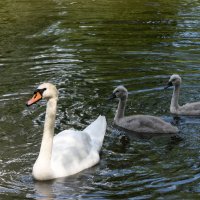 Москва. Сад будущего. Белый лебедь. :: Наташа ***** Москва. Сад будущего. Белый лебедь. :: Наташа *****